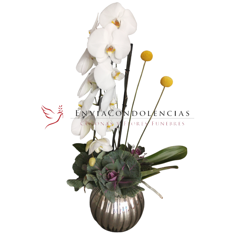 Orquídea  Arcángel Eva