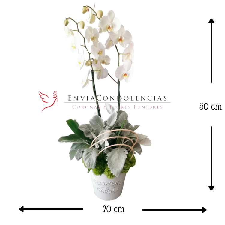 Orquídea Bombin Blanca