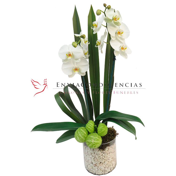 Orquídeas Cielo Lindo