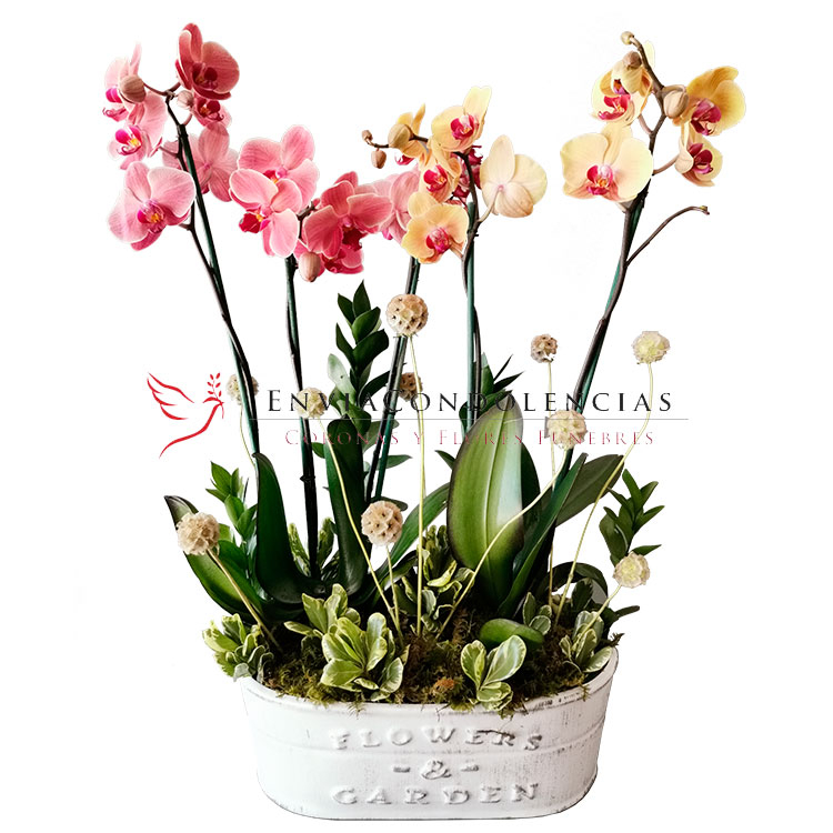 Orquídeas Recuerdos del Alma